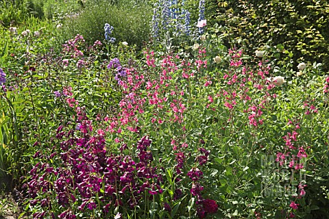 WIDE_BORDERS_OF_HERBACEOUS_PERENNIALS_AT_WOLLERTON_OLD_HALL