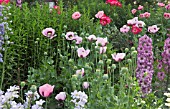 COLOURFUL PINK BORDER OF PAPAVER SOMNIFERUM  AND DEEP PINK DELPHINIUMS AT WOLLERTON OLD HALL