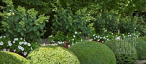 BUXUS_SEMPERVIRENS_BALLS_AT_WOLLERTON_OLD_HALL