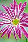 PINK AND WHITE DAISY