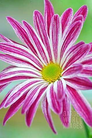 PINK_AND_WHITE_DAISY