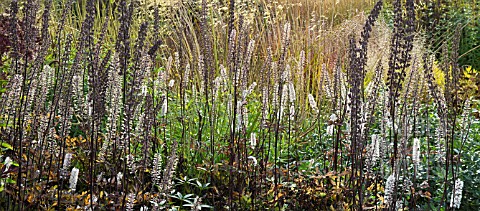 BORDERS_IN_AUTUMN_ORNAMENTAL_GRASSES_AND_SEEDHEADS_AT_TRENTHAM_GARDENS_DESIGNED_BY_PIET_OUDOLF