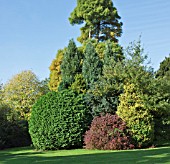TREES AND SHRUBS AT TRENTHAM GARDENS