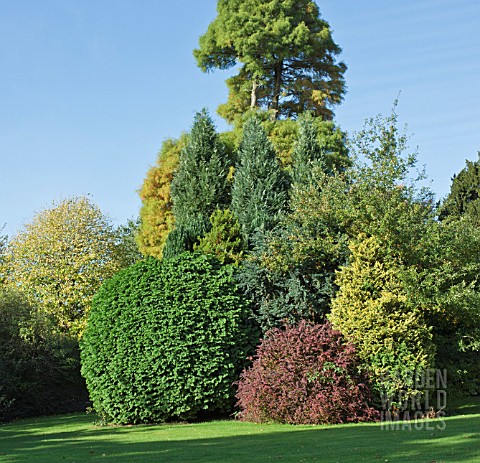 TREES_AND_SHRUBS_AT_TRENTHAM_GARDENS