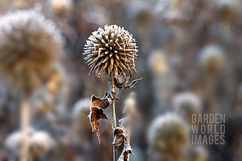 FROSTED_SEEDHEAD_OF_ECHINOPS