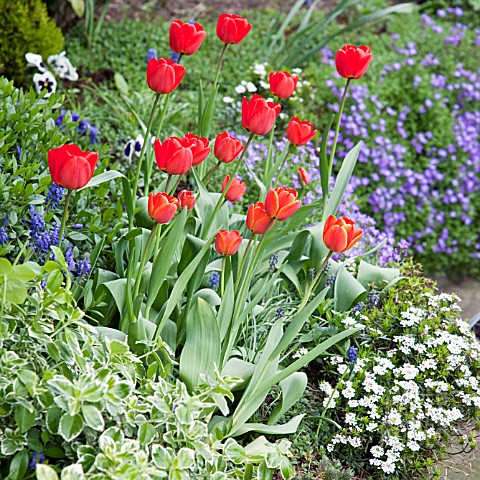 SPRING_BORDER_OF_RED_TULIPS