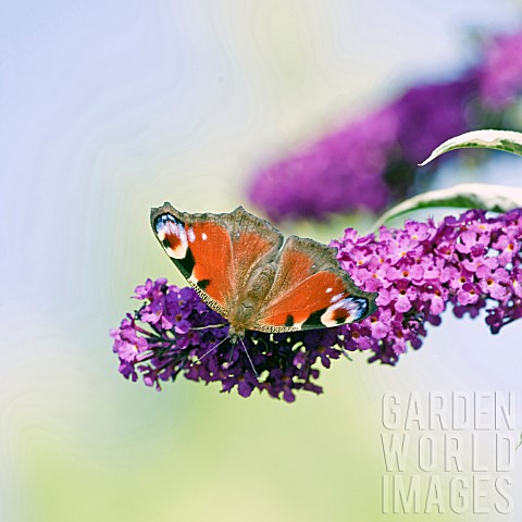 PEACOCK_BUTTERFLY_ON_BUDDLEIA