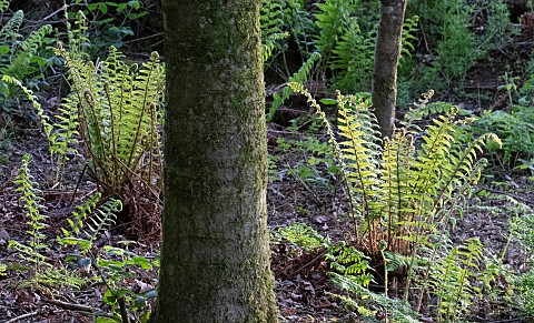 Light_woodland_with_bright_green_young_Ferns_unfurling