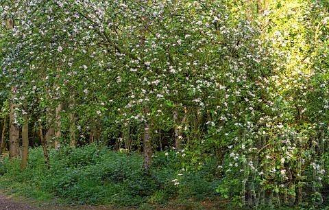 Light_woodland_with_Apple_tree_in_blossom