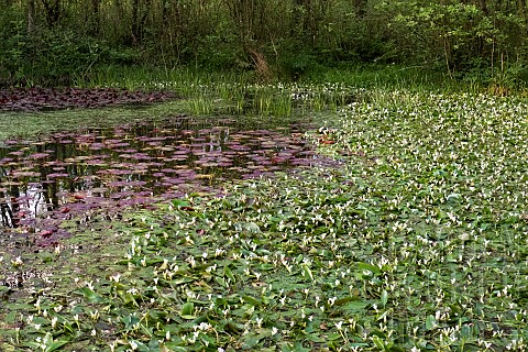 Wild_pond_in_light_woodland_in_spring_with_emerging_plants