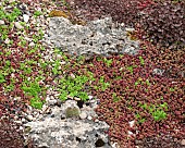 Sedum mat-forming evergreen perennial growing in gravel area in May Late Spring in John Massey`s Garden Aswood (NGS) West Midlands