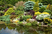 Pond, Scree rock garden, with many small conifers and shrubs, in June Early Summer in John Massey`s Garden Ashwood