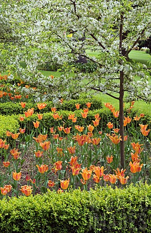 Spring_blossom_trees_with_Tulipa_Orange_Princess