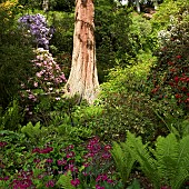 Mature Redwood Tree among Rhododendrons in a beautiful woodland garden, in early June