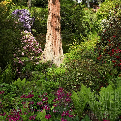 Mature_Redwood_Tree_among_Rhododendrons_in_a_beautiful_woodland_garden_in_early_June