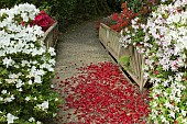 Red Rhododendron petals fallen on path over wooden bridge with white Rhododendron either side in early June