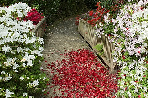 Red_Rhododendron_petals_fallen_on_path_over_wooden_bridge_with_white_Rhododendron_either_side_in_ear