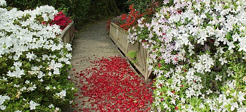 Red_Rhododendron_petals_fallen_on_path_over_wooden_bridge_with_white_Rhododendron_either_side_in_ear