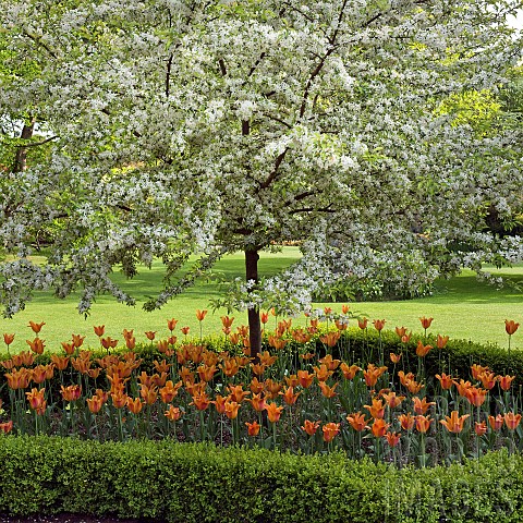 Spring_blossom_trees_underplanted_with_Tulipa_Orange_Princess_tulips_enclosed_by_shaped_box_hedgingi