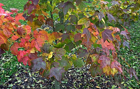 Autumn_in_woodland_garden_autumn_at_Bluebell_Arboretum