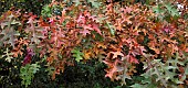 Quercus palustris Flaming Suzy