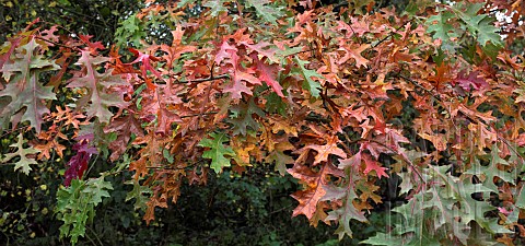 Quercus_palustris_Flaming_Suzy