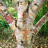 Detail of trunk and bark of deciduous Birch , Betula utilis subsp. albosinensis