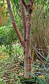 Deciduous tree Betula nigra - Birch tree