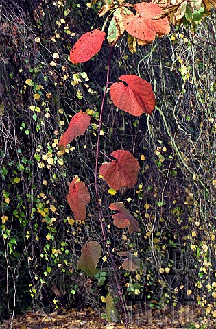 Vitis_coignetiae_Spetchley_Red