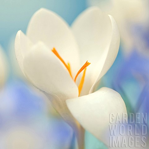 Close_up_Spring_flower_single_white_Crocus