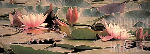 Nymhaea_water_lily