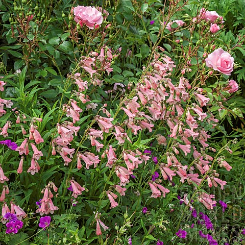 A_plant_lovers_cottage_garden_colour_combinations_of_pink_roses_and_penstemon