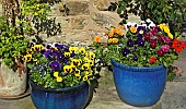 Blue ceramic containers with various striking coloured flowering Pansy