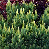Coniferous Pine