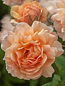Rose  Rosa Grace