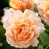 Rose Rosa Grace