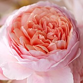 Rose Rosa William Morris