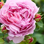 Rose Rosa Princess Alexandra of Kent