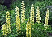 Lupin Lupinus polyphyllus Chandelier