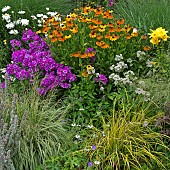 Mixed border of herbaceous perennials flowers and grasses