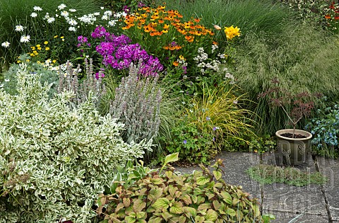 Mixed_border_of_summer_flowering_herbaceous_perennials_and_ornamental_grasses