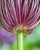Allium Ornamental onion