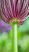 Allium Ornamental onion