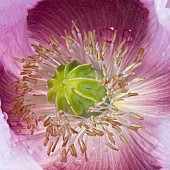 Papaver Somniferum Opium Poppy