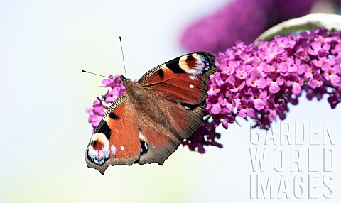 Peacock_Butterfly_on_Buddleia_shrub