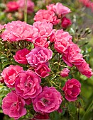 Rose bush mass of deep pink flowerheads.