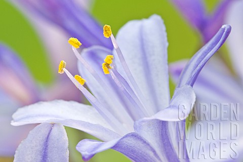 Agapanthus_African_Lily