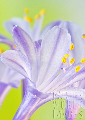 Agapanthus_African_Lily