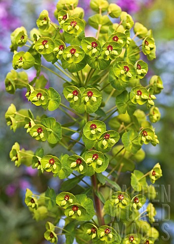 Euphorbia_x__Martinii_Milkweed_Spurge
