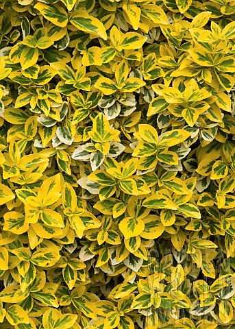 Euonymus_fortunei_Emerald_n_Gold